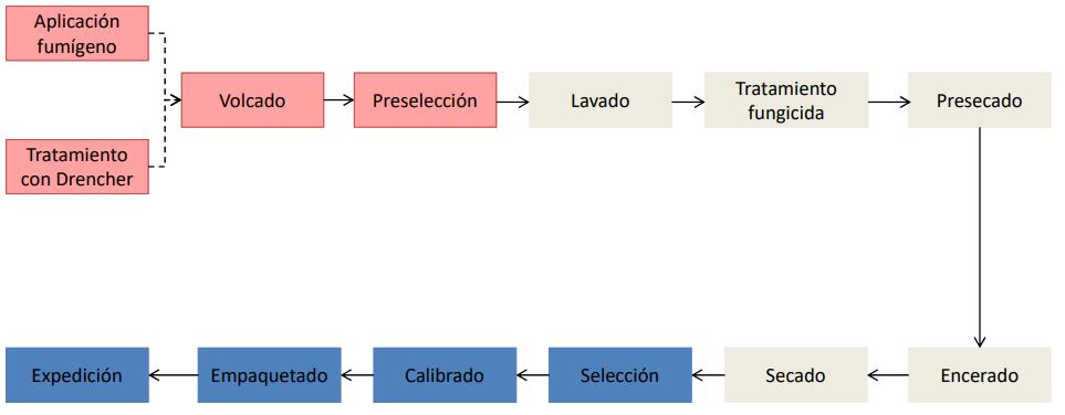 Cepillos Cilíndricos Hortofrutícolas en línea de manipulación para el cepillado lavado secado y encerado de frutas y hortalizas Cepillos técnicos industriales con nylon poliamida y fibras naturales