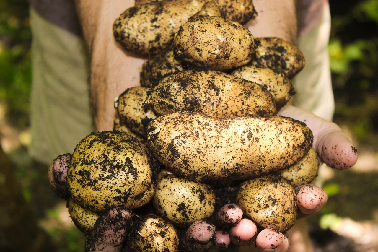 Cepillos En El Sector Alimentación Usos Y Tipos