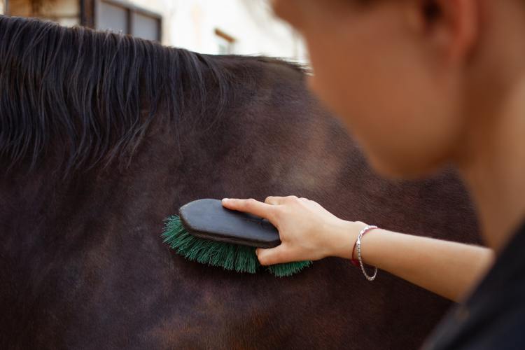 Cómo Y Con Qué Cepillar A Los Caballos